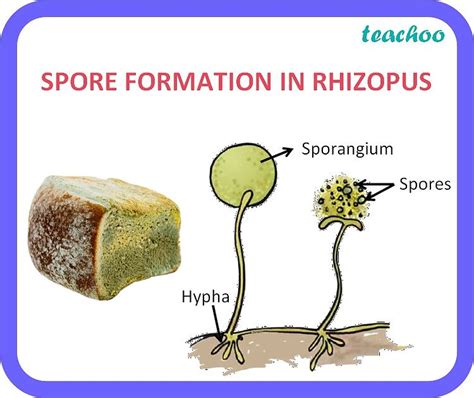 spore deutsch|spores definition for kids.